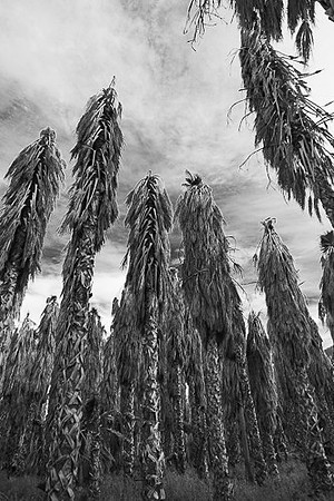 I03997